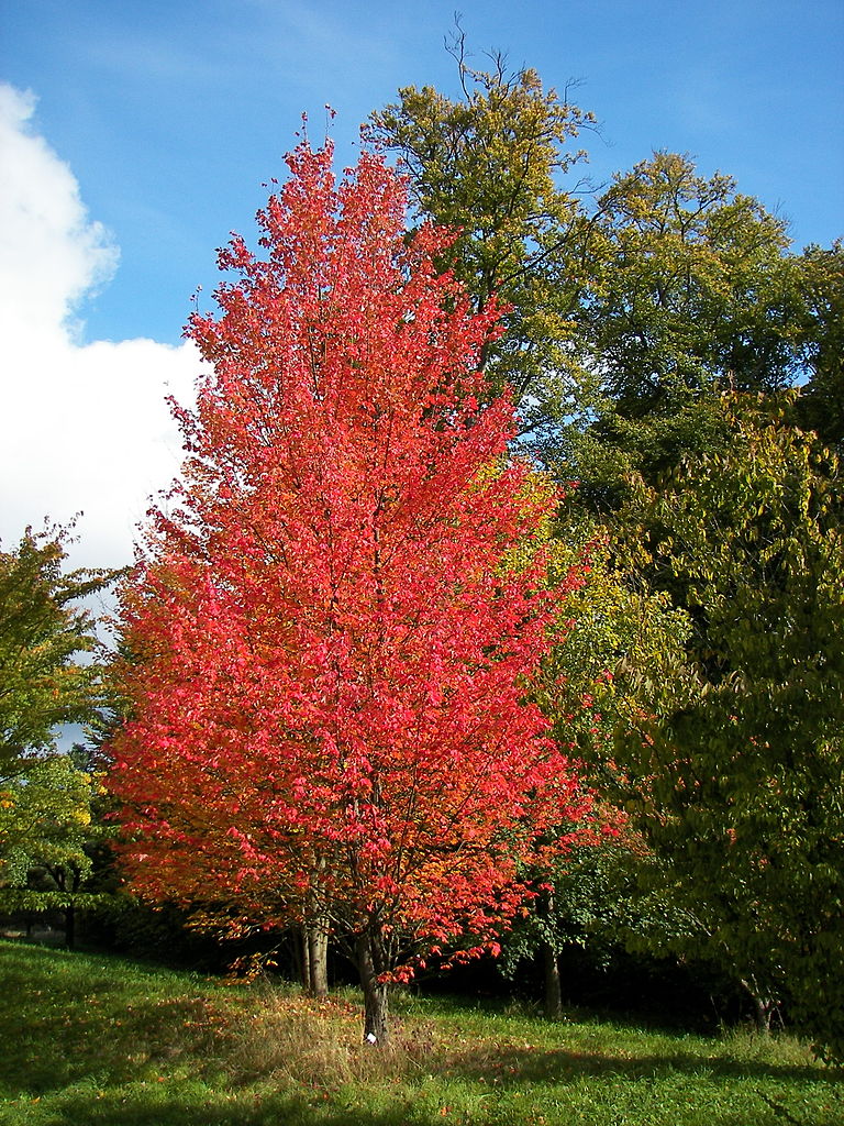 Types of maple trees