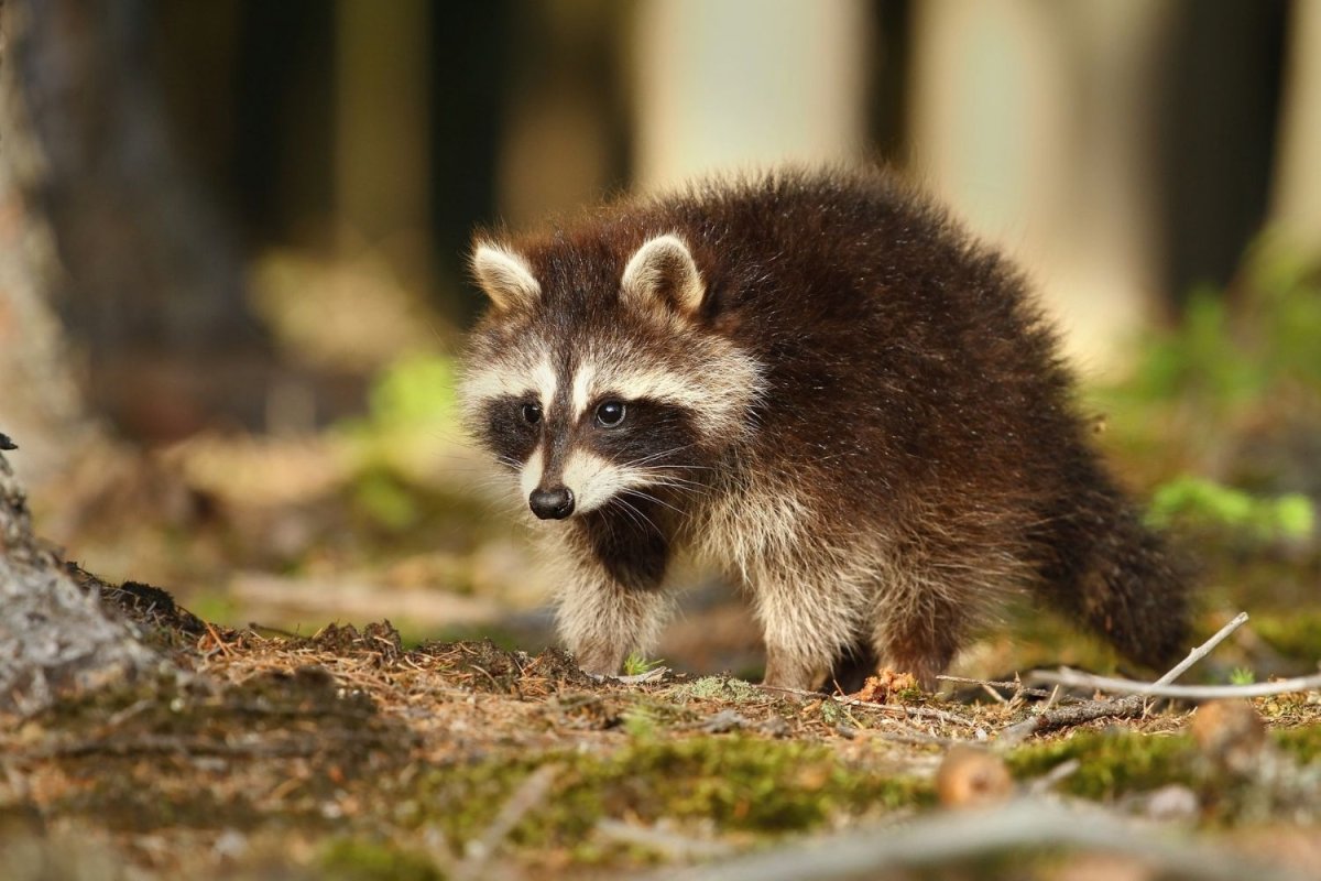 What Does Raccoon Poop Look Like