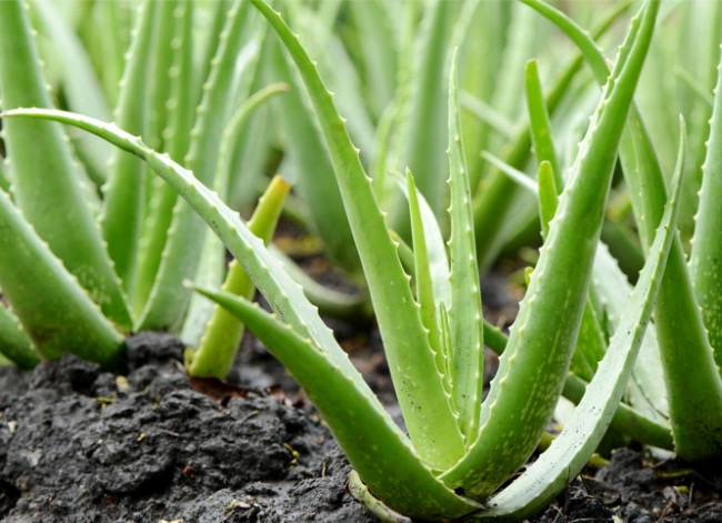 aloe vera plant care