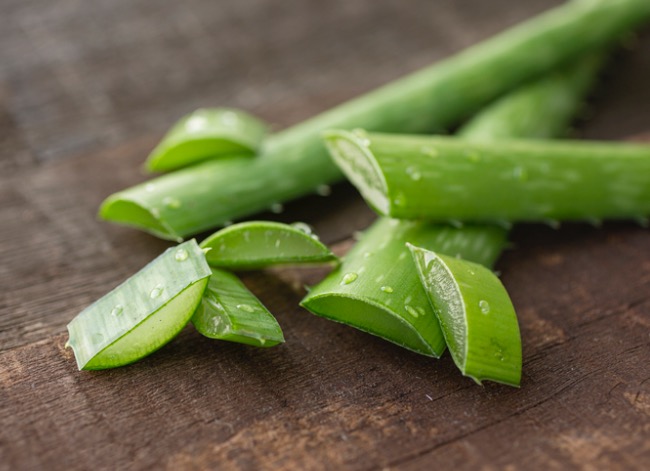 aloe vera plant care