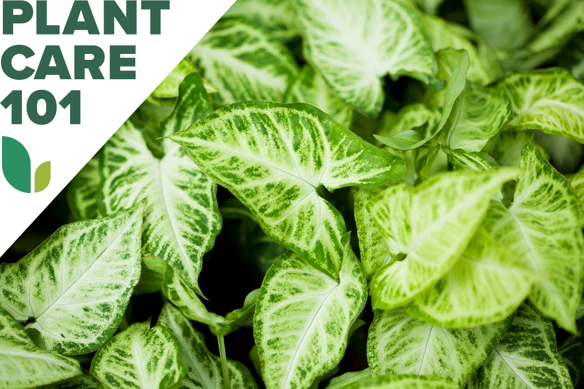 arrowhead plant care 101 - how to grow arrowhead plant indoors