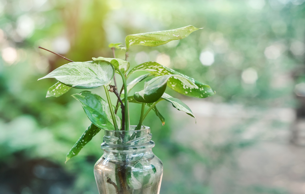 arrowhead plant care