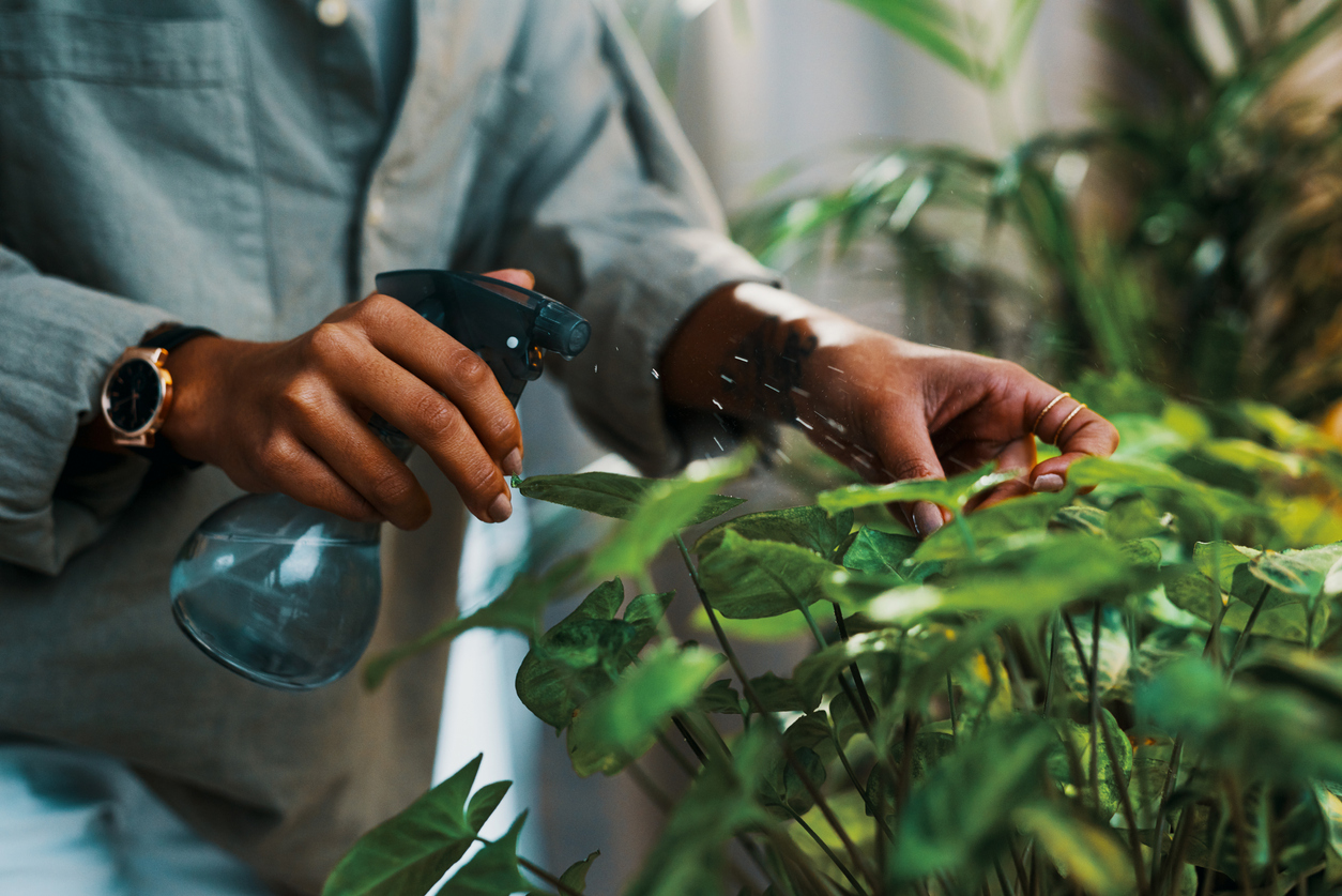 arrowhead plant care