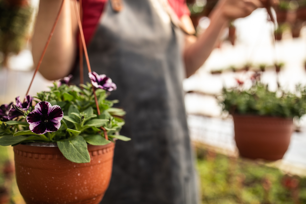 how to hang plants from ceiling