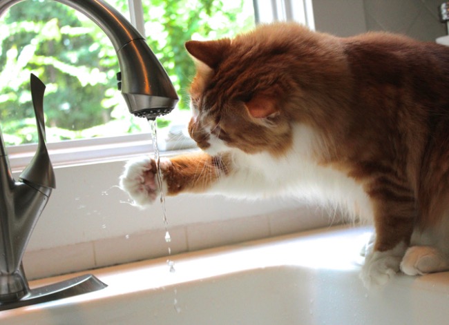 how to keep cats off counters