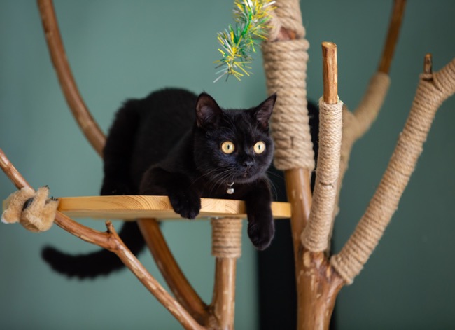 how to keep cats off counters