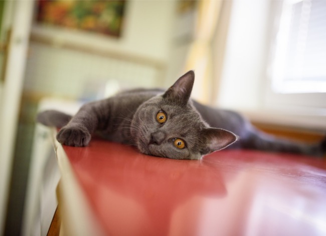 how to keep cats off counters