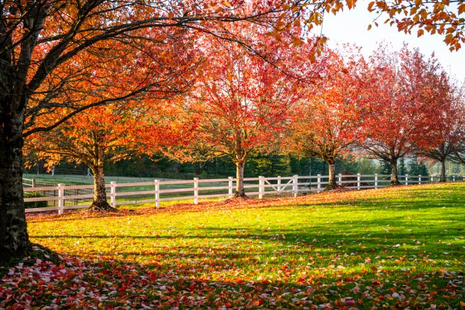 Types of maple trees