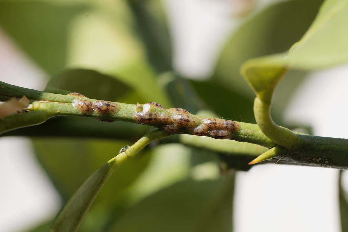 how to get rid of scale on plants