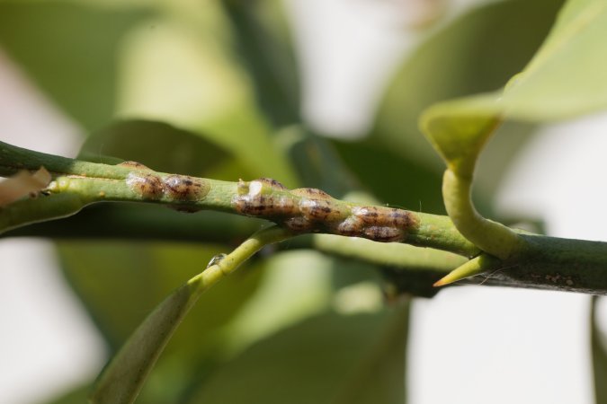 how to get rid of scale on plants