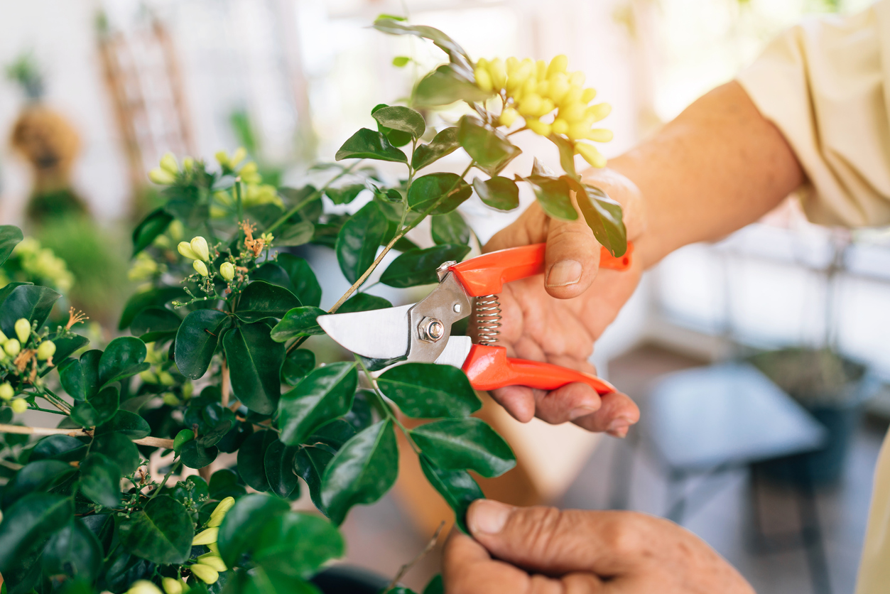 how to get rid of scale on plants