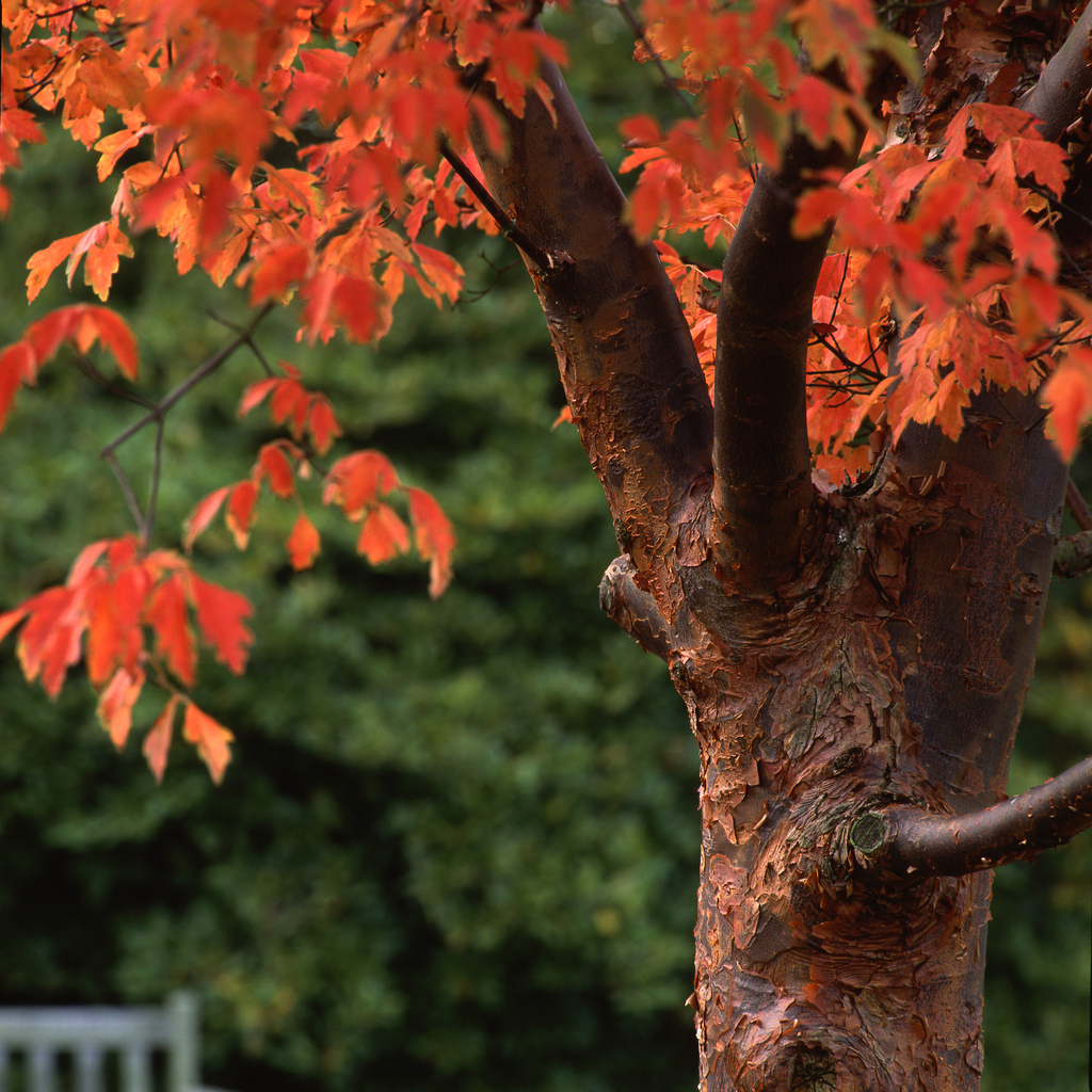 Types of maple trees