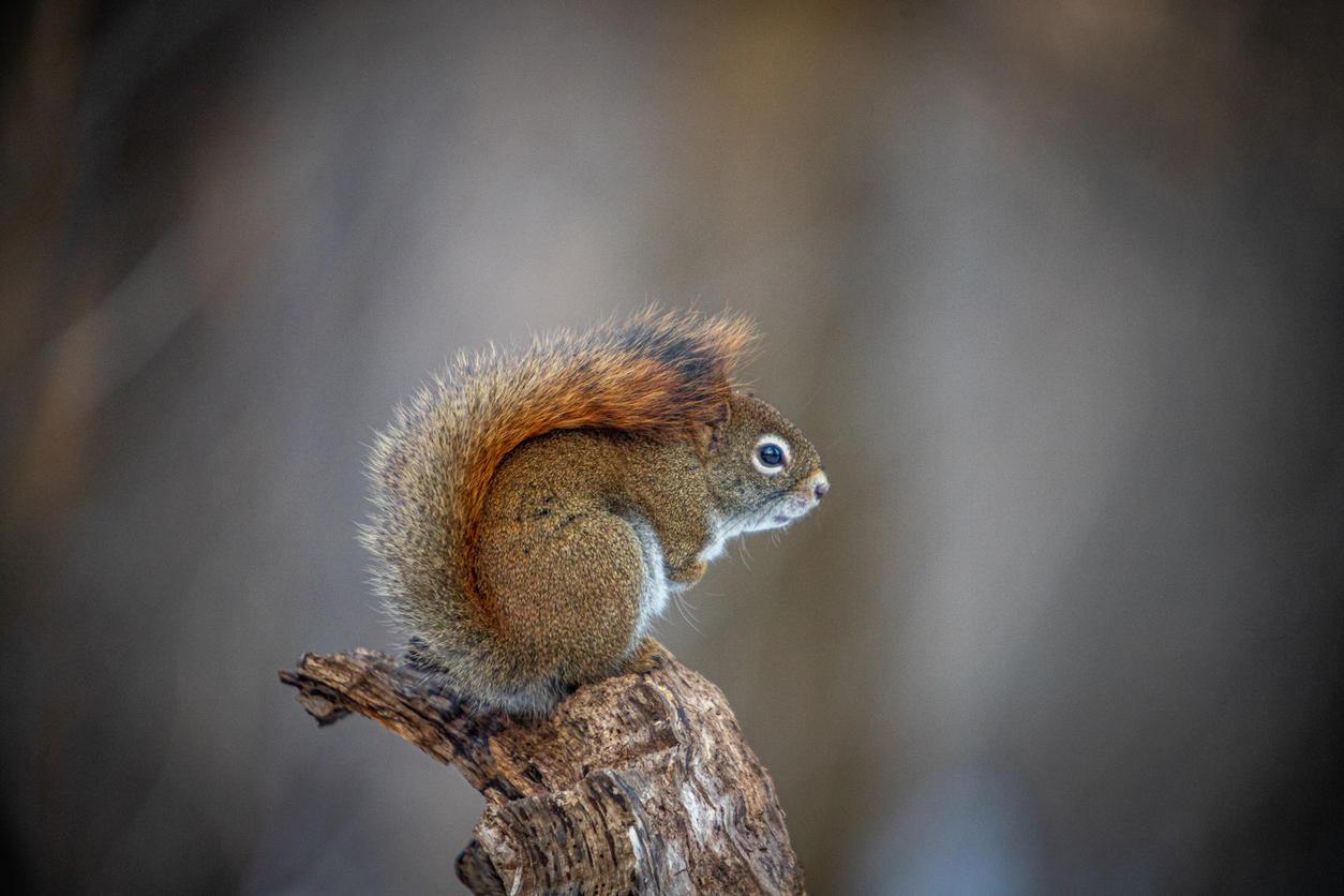 types of squirrels