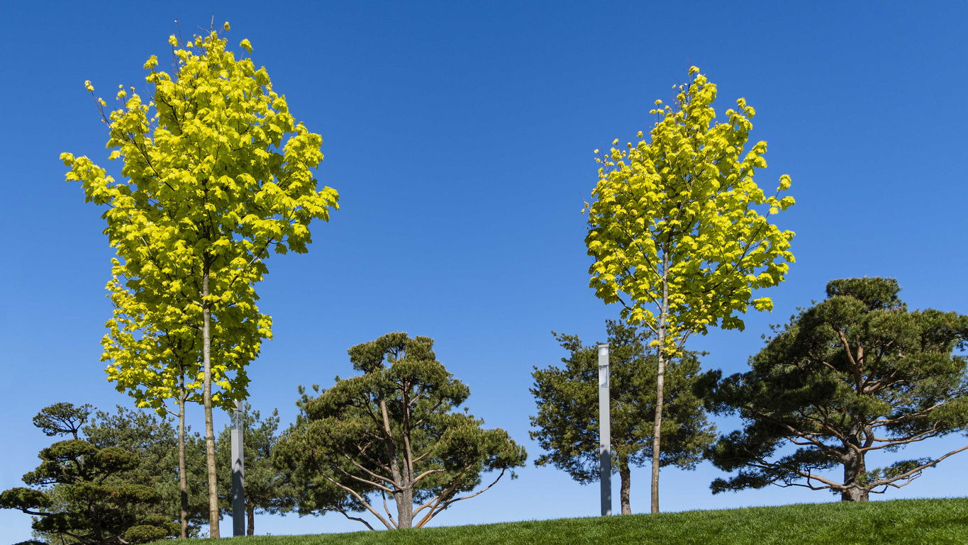 Types of maple trees