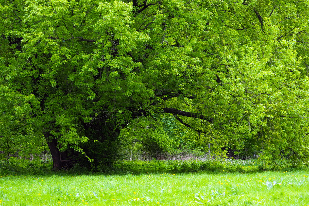 Types of maple trees