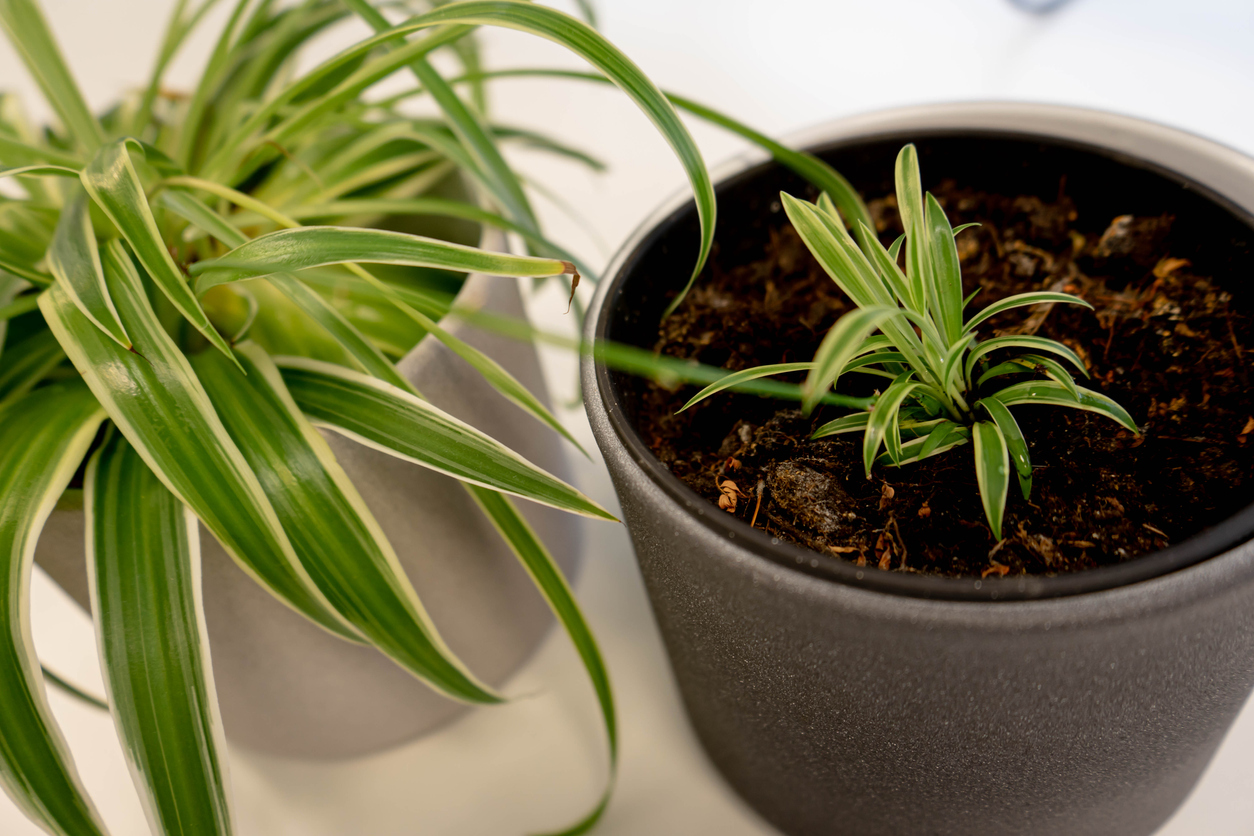 Easy example of propagation of a houseplant. You leave the baby plant attached to the parent plant until the new plant takes root.