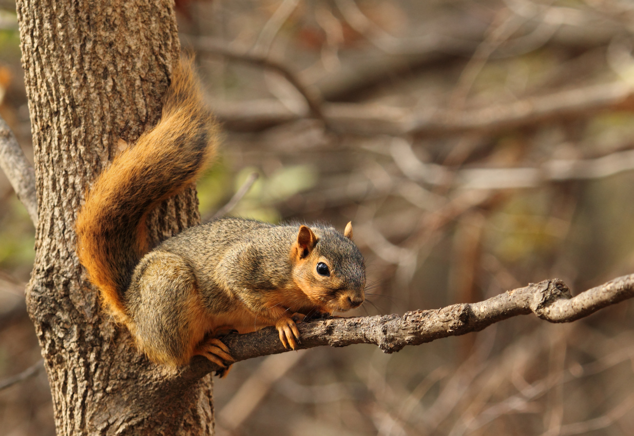 types of squirrels