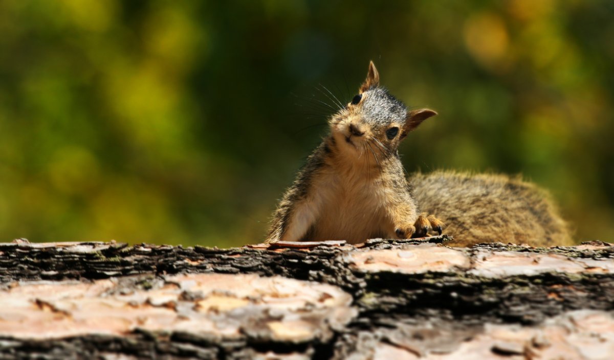 types of squirrels