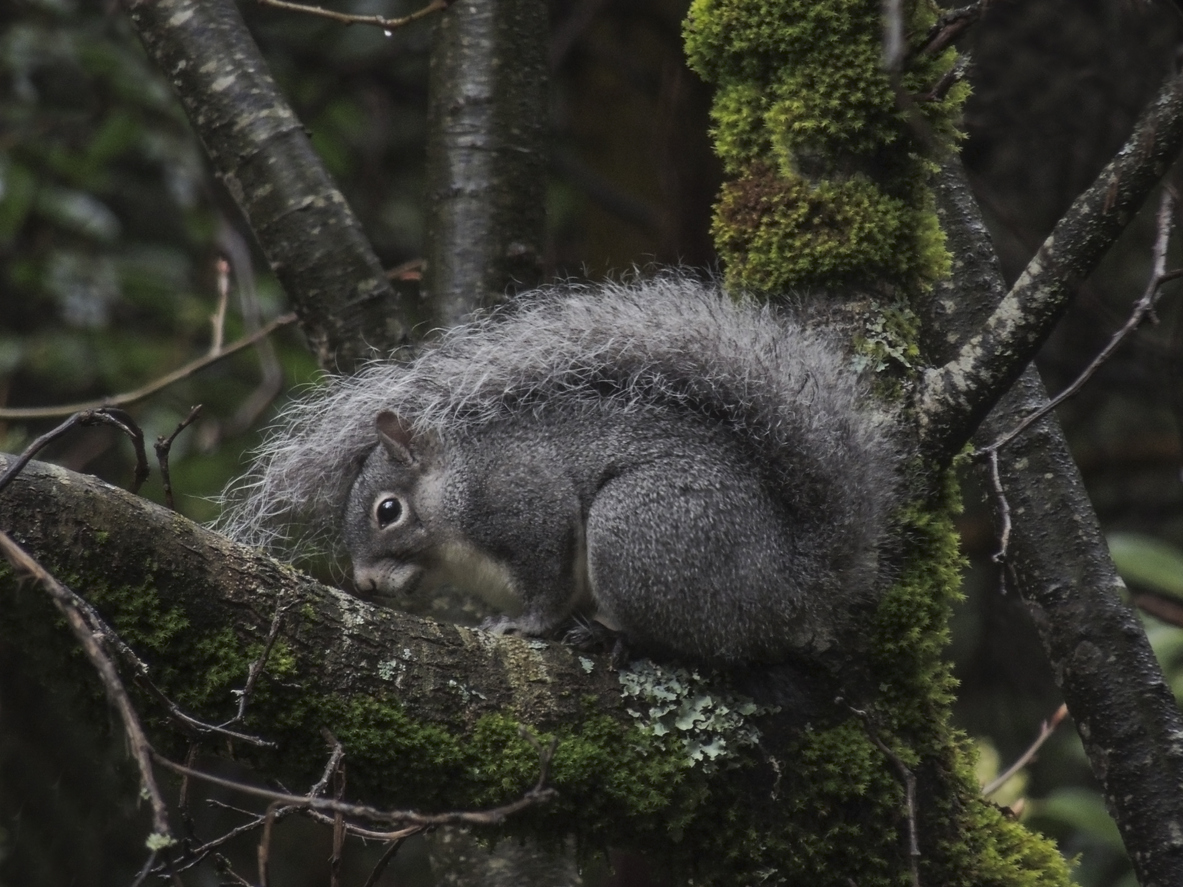 types of squirrels