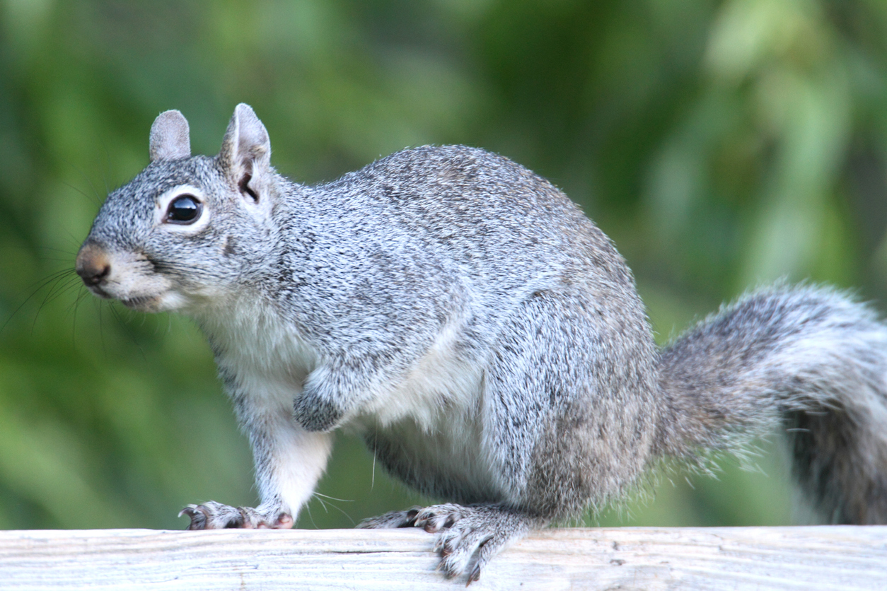 types of squirrels