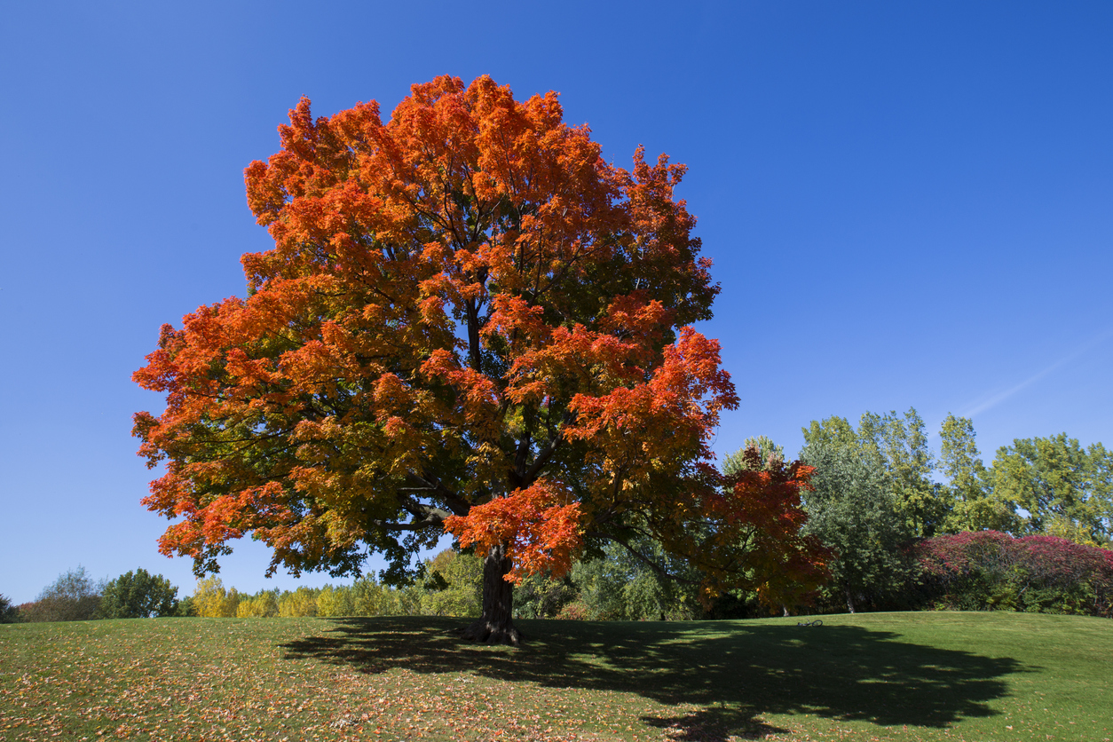 Types of maple trees