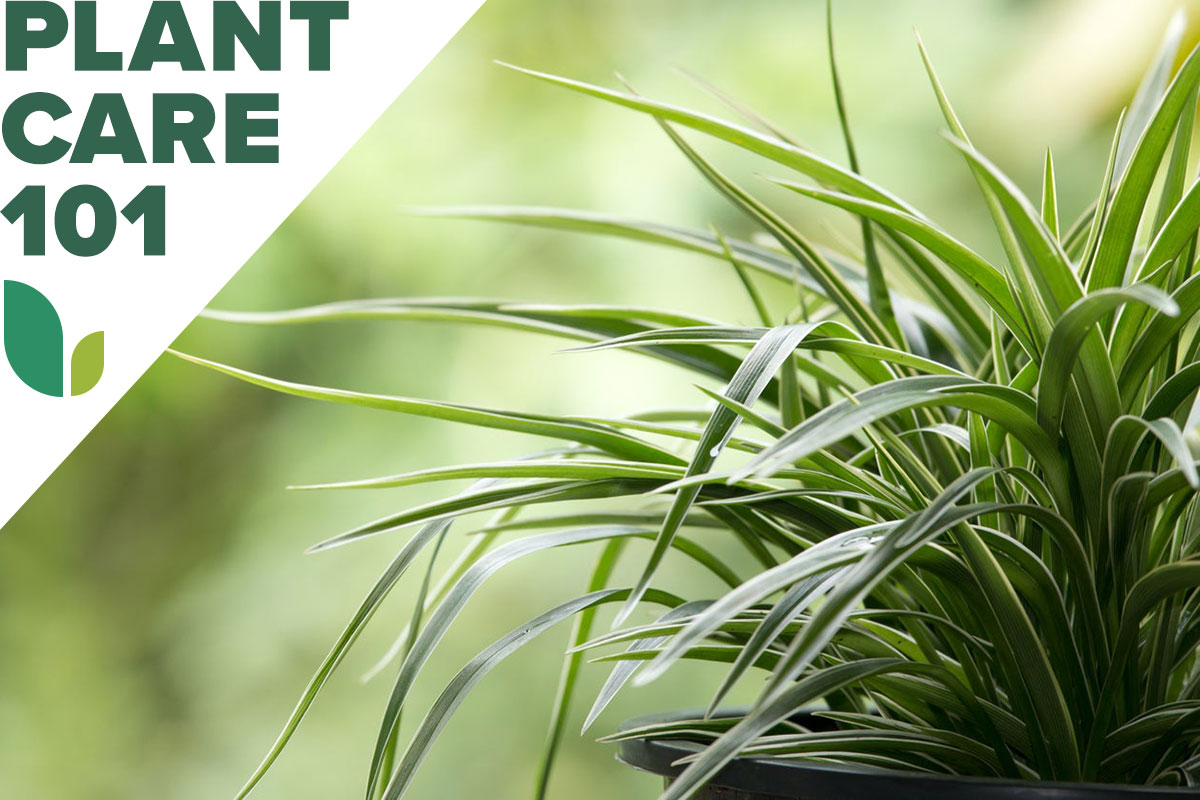 A spider plant with a graphic overlay that says Plant Care 101.