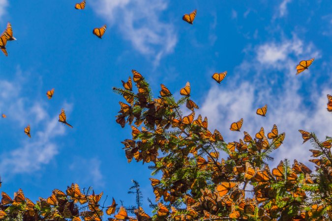 7 Things You Didn't Know About the Annual Monarch Migration