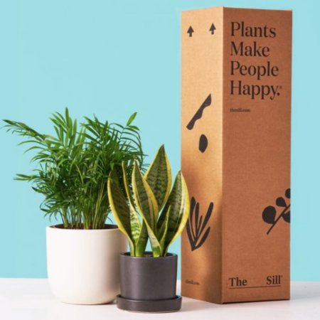  Best Plant Subscription Boxes Option: The Sill