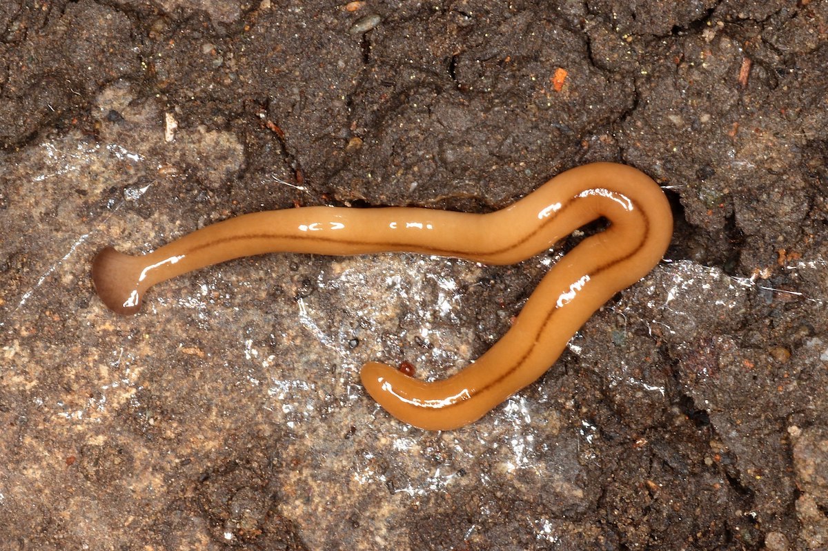 A close-up view of a Bipalium adventitium hammerworm on a rocky surface.