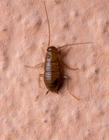 Bugs That Look Like Bed Bugs