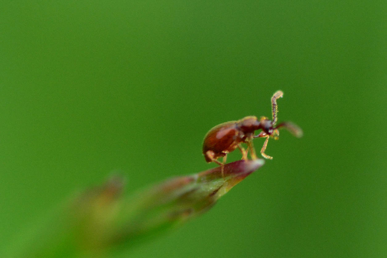 Bugs That Look Like Bed Bugs