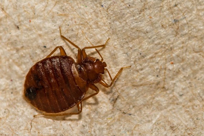 Bugs That Look Like Bed Bugs