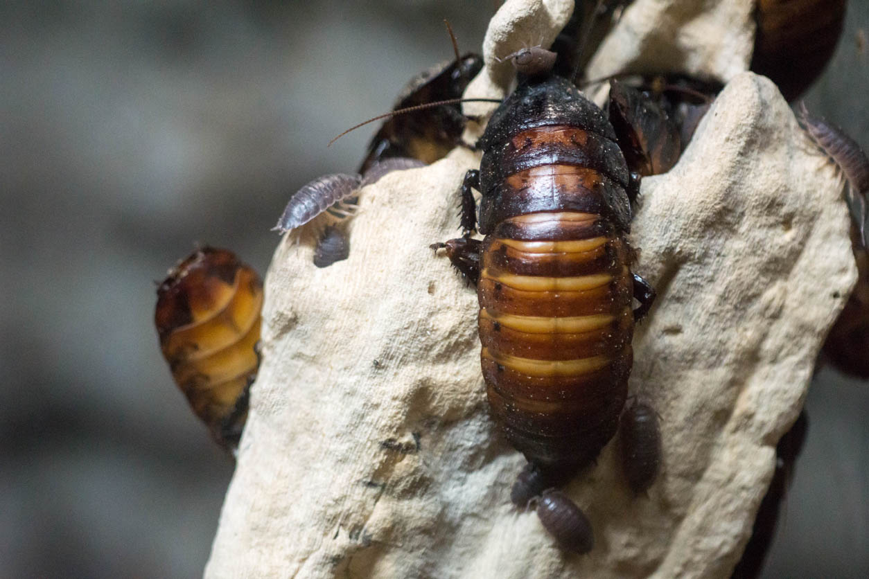 Bugs That Look Like Cockroaches