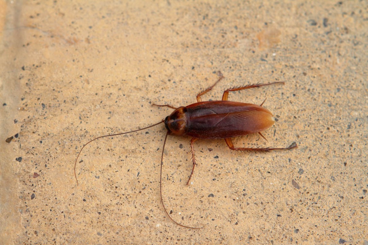 A water bug on a tan-colored surface.