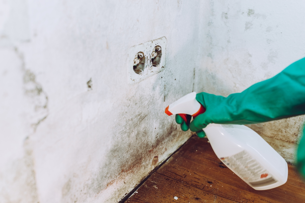 A gloved hand is using cleaner on moldy wall.