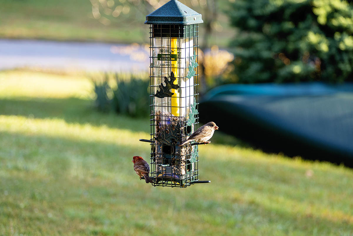 The Best Bird Feeder Options