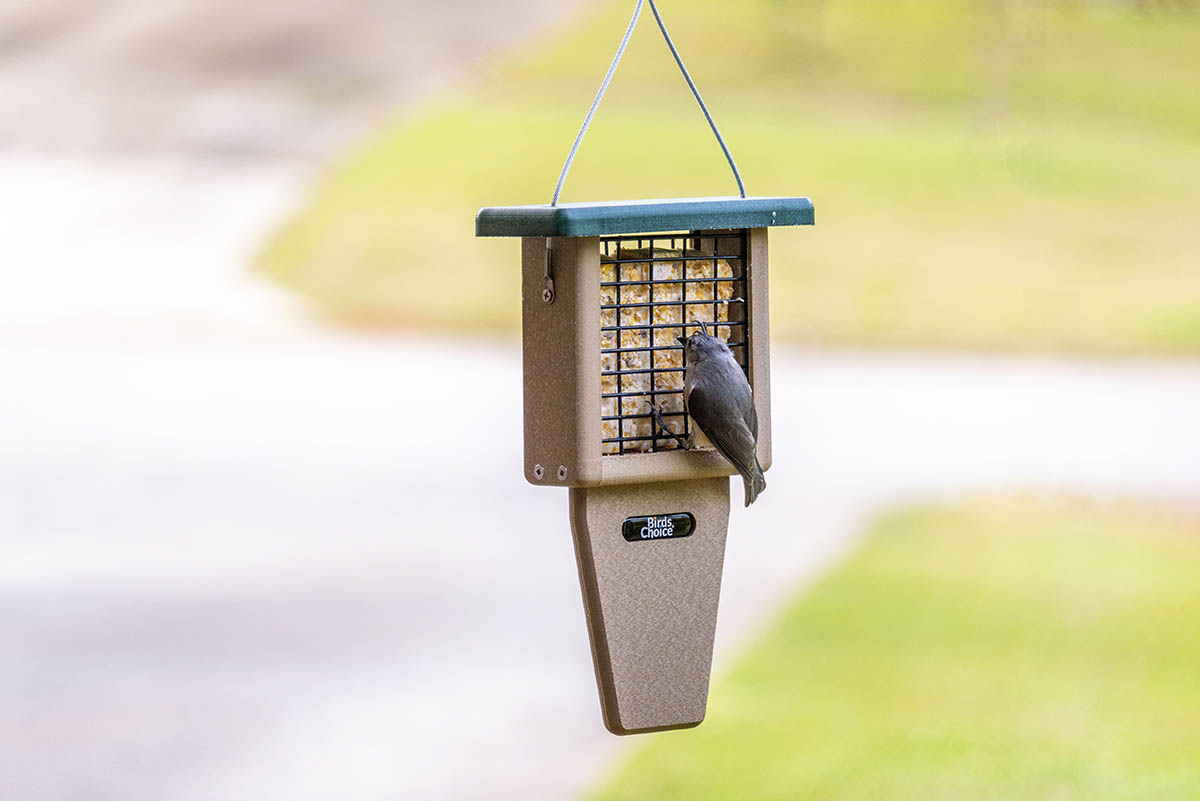 The Best Bird Feeder Options