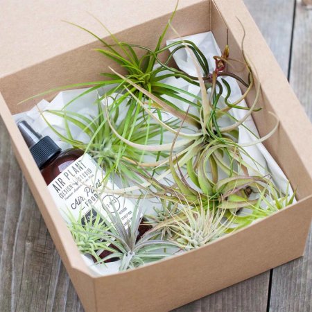  The Best Plant Subscription Boxes Option: Air Plant Design Studio