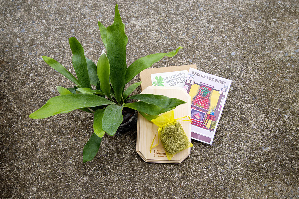 The Best Plant Subscription Boxes Options