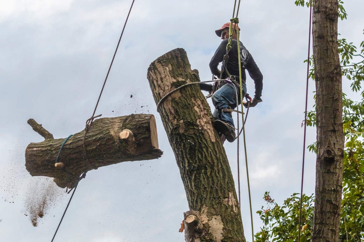 Why It's a Really Bad Idea to Hire an Unlicensed Tree Trimmer - Bob Vila