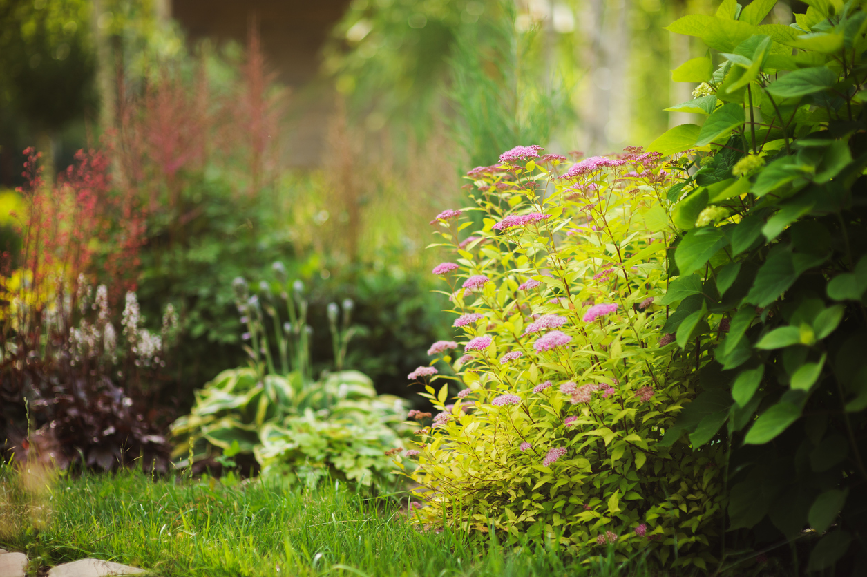 Annuals vs. Perennials: 8 Things Every Home Gardener Should Know - Bob Vila