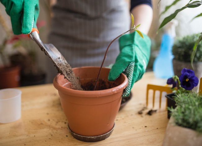 Woman wearing an apron and gardening gloves pots a small avocado plant in a terracotta pot.