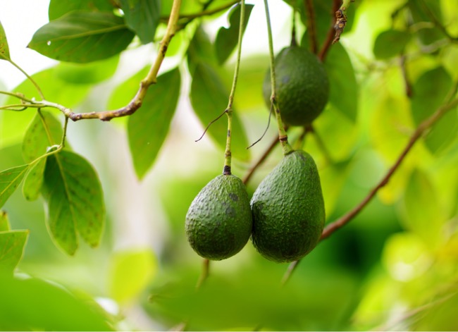 Three avocados hang on a tree branch.