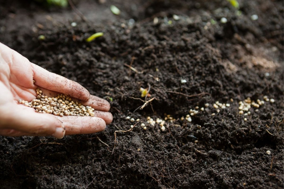 The Best Grass Seed for Overseeding Options