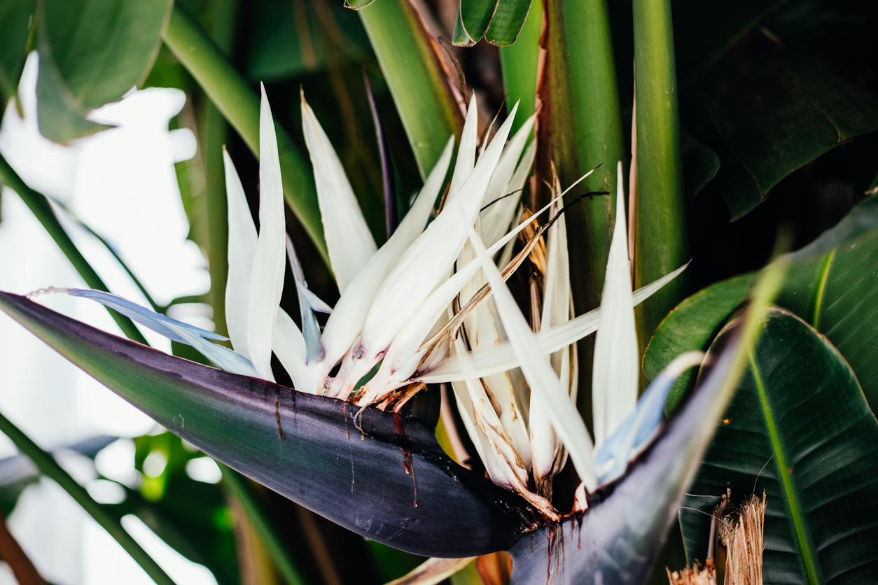 bird of paradise plant care