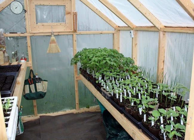 Interior view of a greenhouse with flats of seedlings.