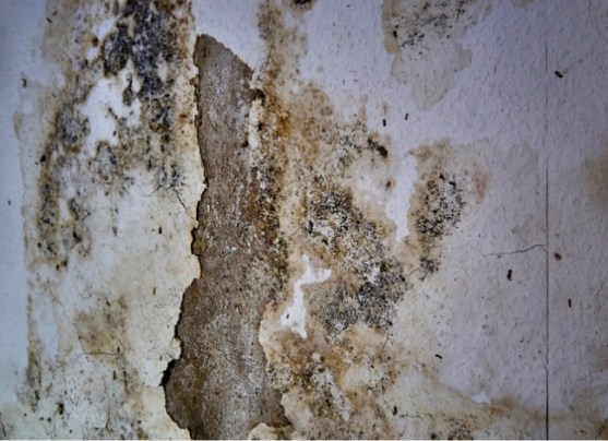 How To Get Rid of Mold In Basement - Bob Vila