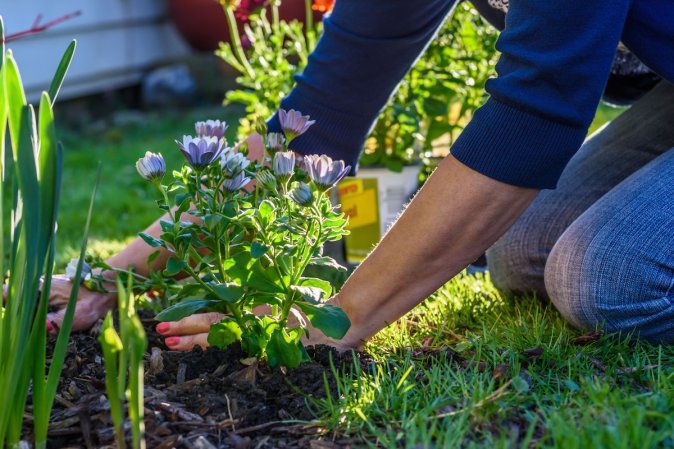 annuals vs perennials