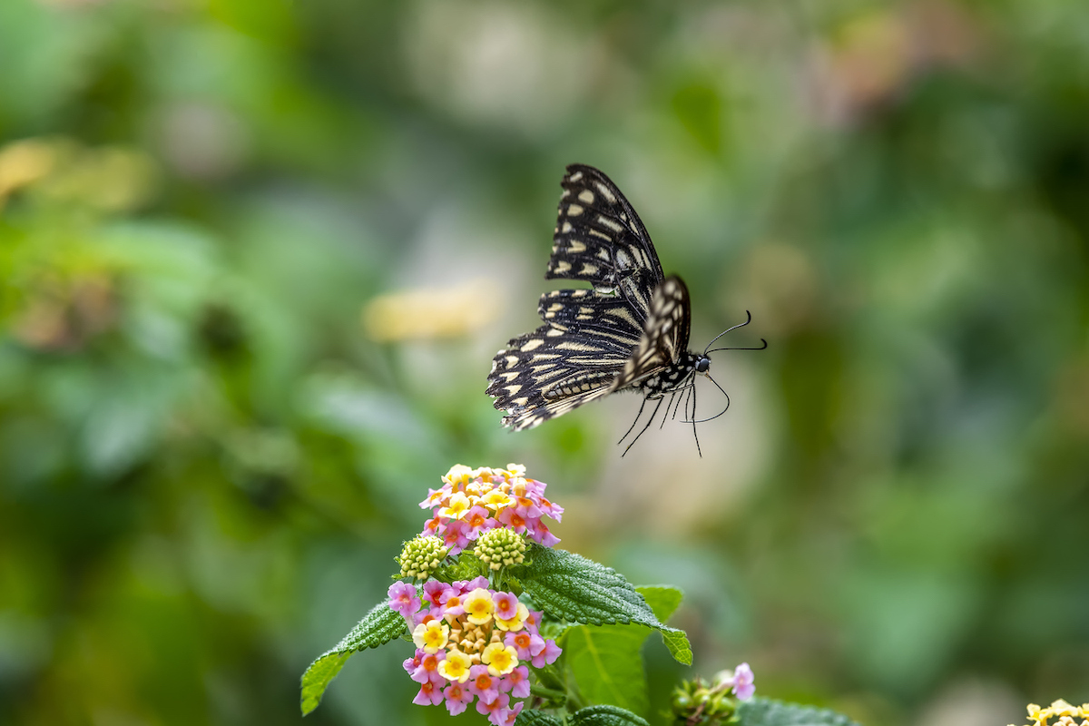 annuals vs perennials