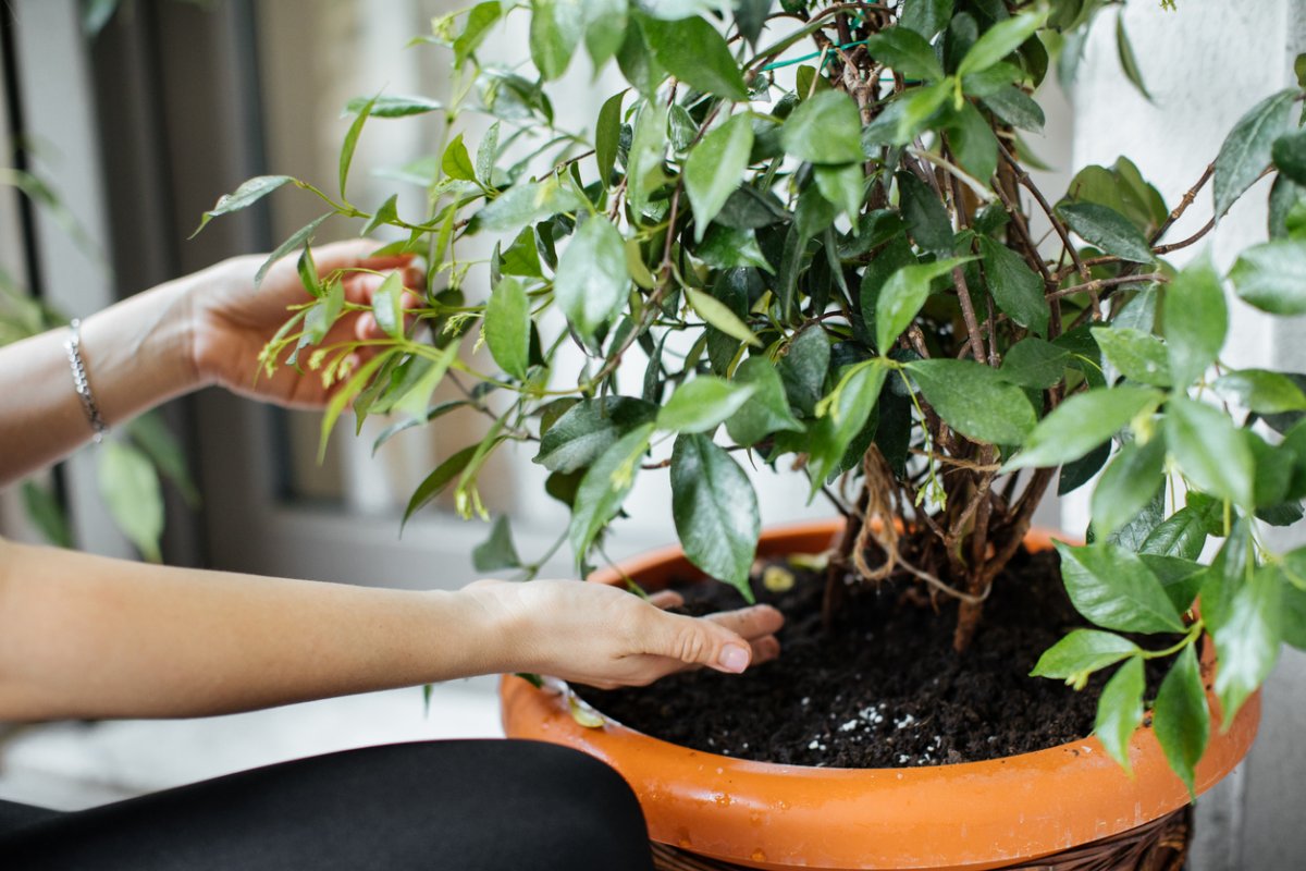 Best-smelling Houseplants